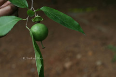 Oncoba spinosa